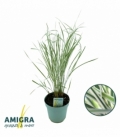 Calamagrostis
