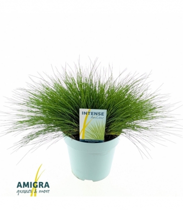 Deschampsia