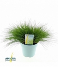 Deschampsia