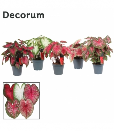 Caladium