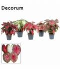 Caladium