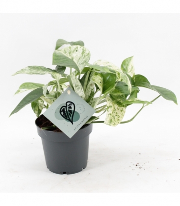 Epipremnum
