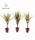 Dracaena