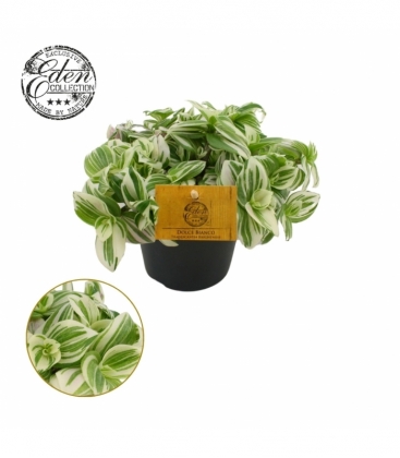 Tradescantia