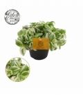 Tradescantia