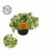 Tradescantia