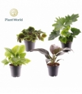 Pilea