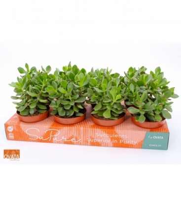 Crassula