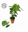 Monstera