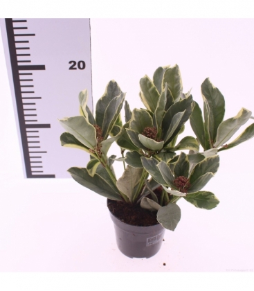 Skimmia