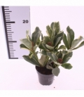 Skimmia