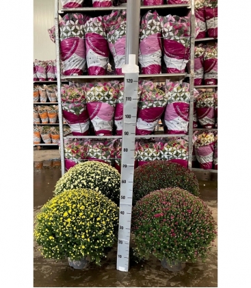 Chrysanthemum