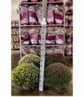 Chrysanthemum