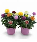 Chrysanthemum