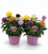 Chrysanthemum
