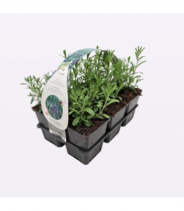 Lavandula