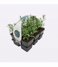 Lavandula