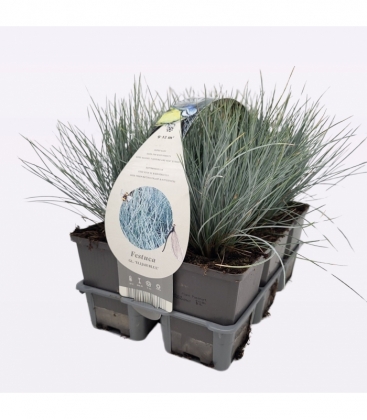 Festuca