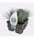 Festuca