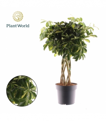 Schefflera