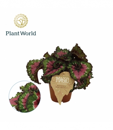 Begonia