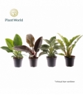Philodendron