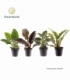Philodendron