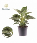 Philodendron