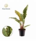 Philodendron