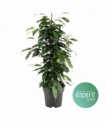 Ficus