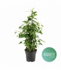 Ficus