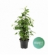 Ficus