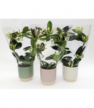 Stephanotis