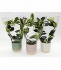Stephanotis