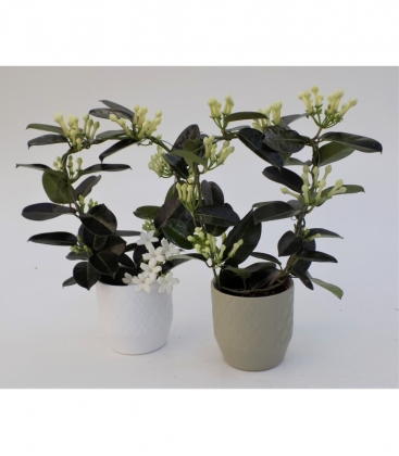 Stephanotis