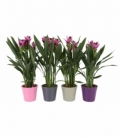 Curcuma