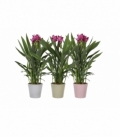 Curcuma