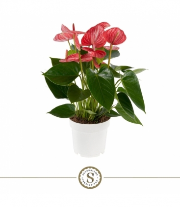 Anthurium