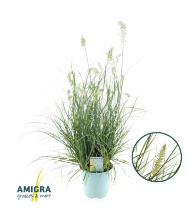 Pennisetum