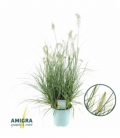 Pennisetum