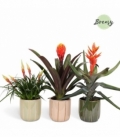 Bromelia