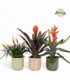 Bromelia