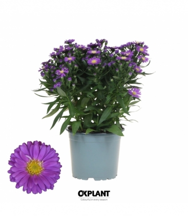 Aster