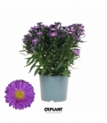 Aster
