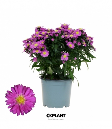 Aster