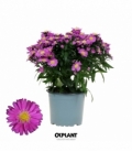 Aster