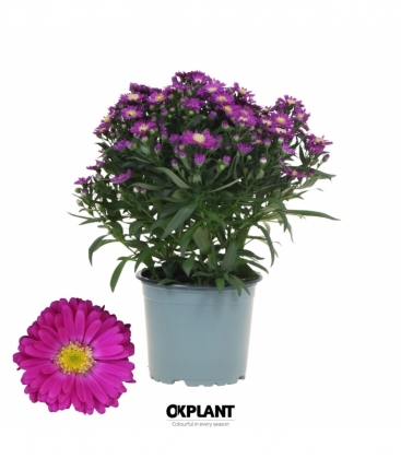 Aster