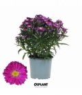 Aster