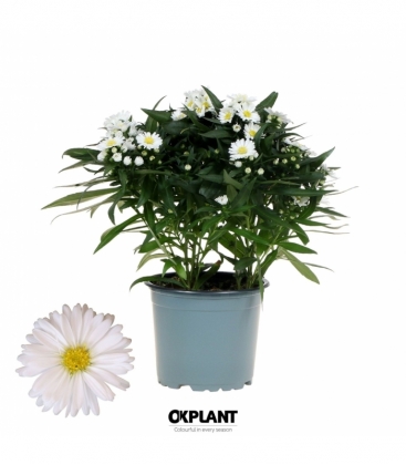 Aster