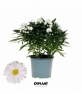 Aster